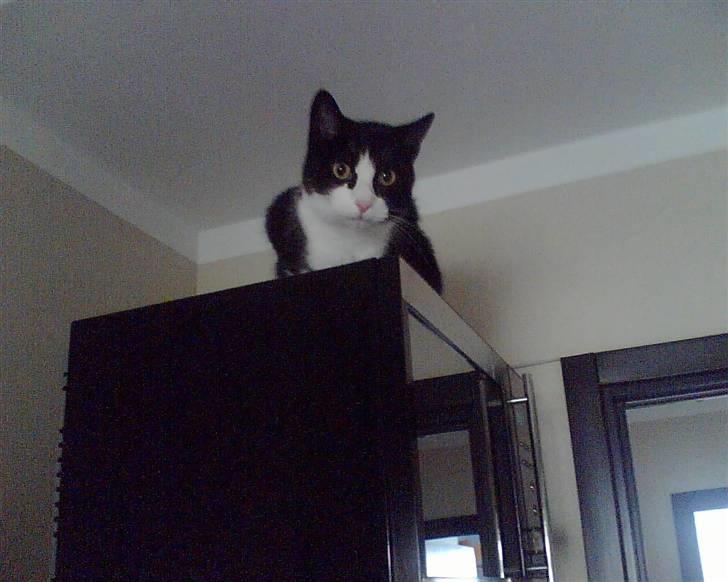 Huskat Felix - Felix På mikrobølgeovnen.. Skøre kat.. billede 12