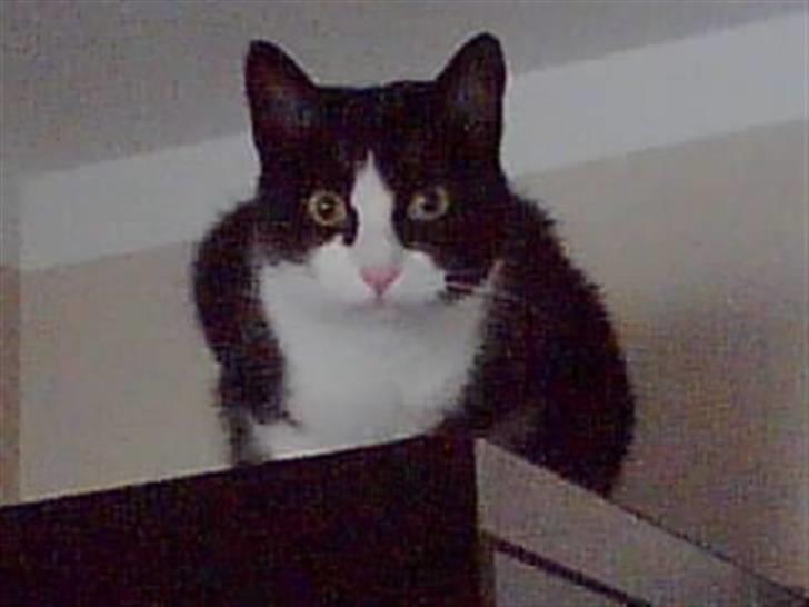 Huskat Felix - Felix Drengen på Mikrobølgeovnen. billede 13