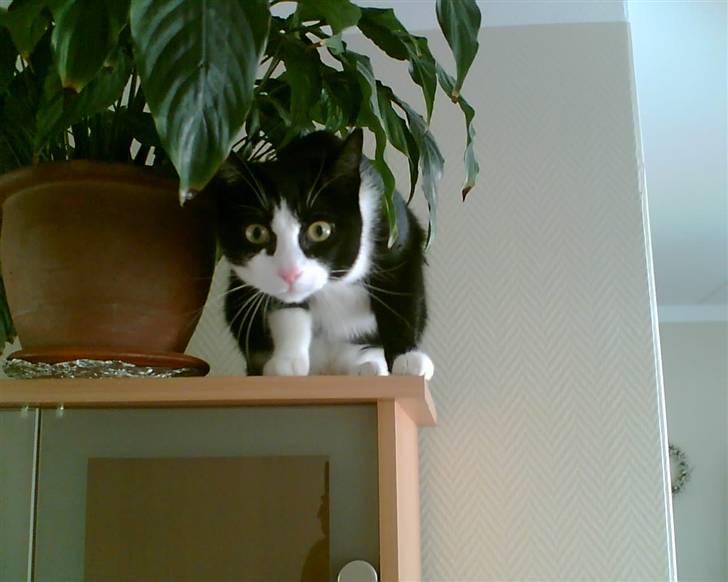 Huskat Felix - " Hvem der ?"  billede 16