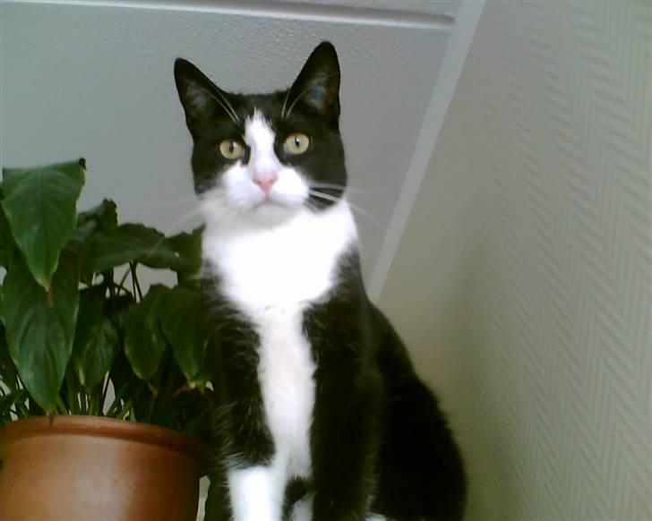 Huskat Felix - Ligner han iik En statue ?? <3 billede 17