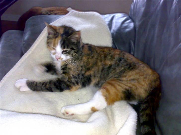 Huskat Kitty billede 18