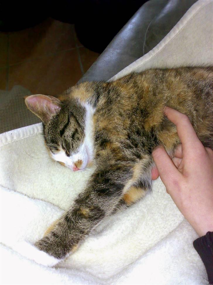 Huskat Kitty billede 19