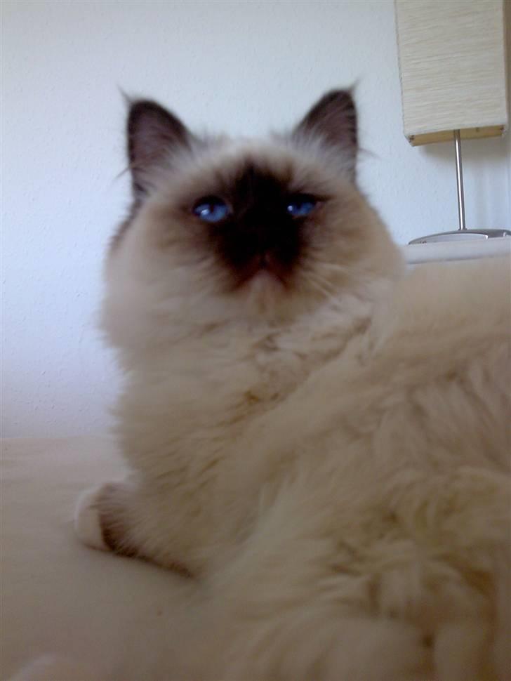 Hellig Birma Chicka - 08.03.2008 billede 1