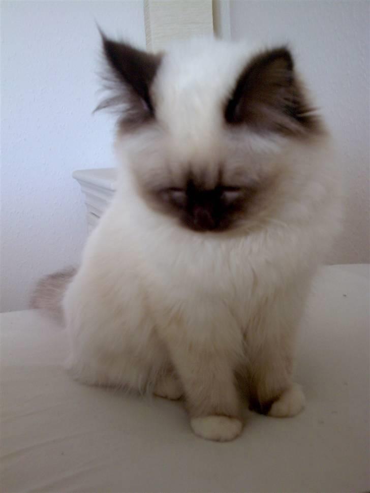 Hellig Birma Chicka - 08.03.2008 billede 2