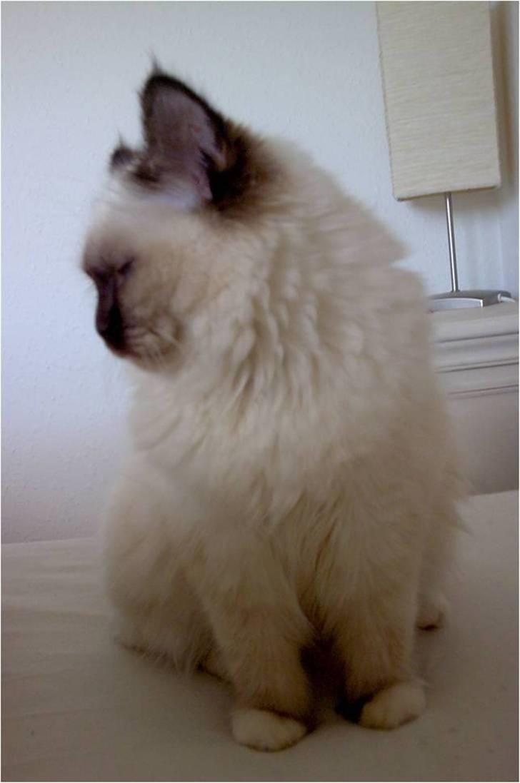 Hellig Birma Chicka - 08.03.2008 billede 3