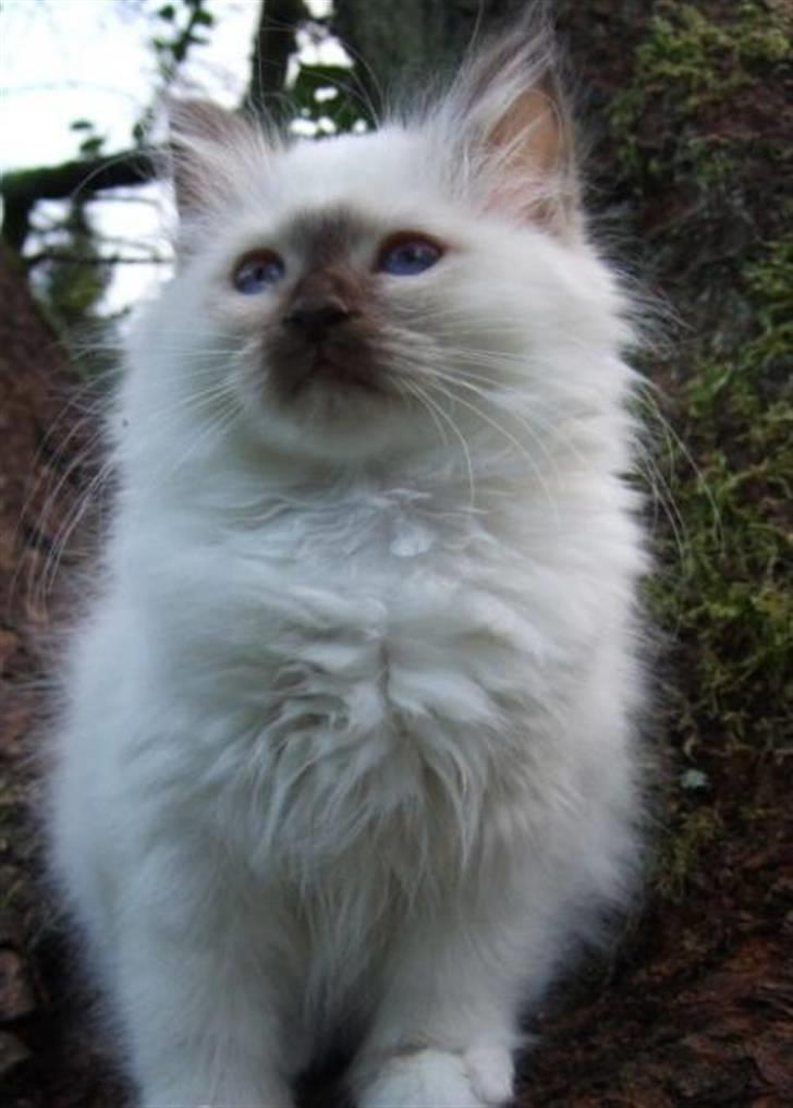 Hellig Birma Chicka - 10 Oktober 2007 billede 4