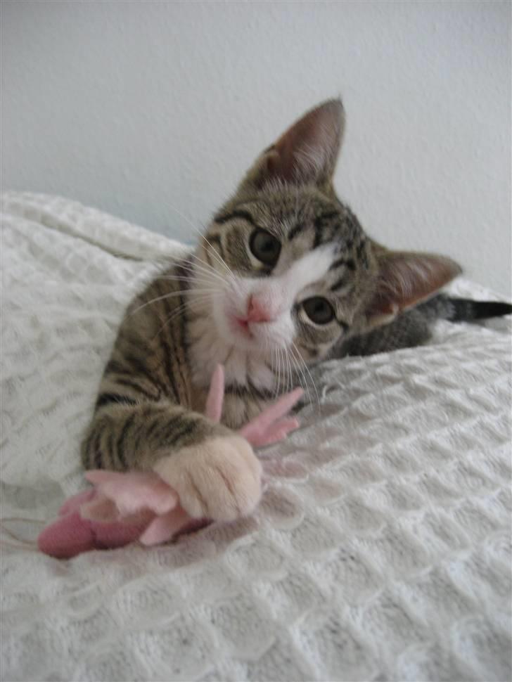 Huskat Cleo billede 1