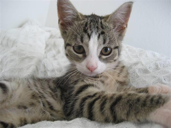 Huskat Cleo billede 2