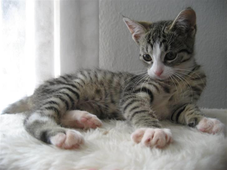 Huskat Cleo billede 3