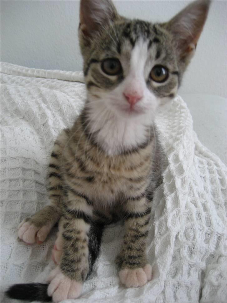 Huskat Cleo billede 4