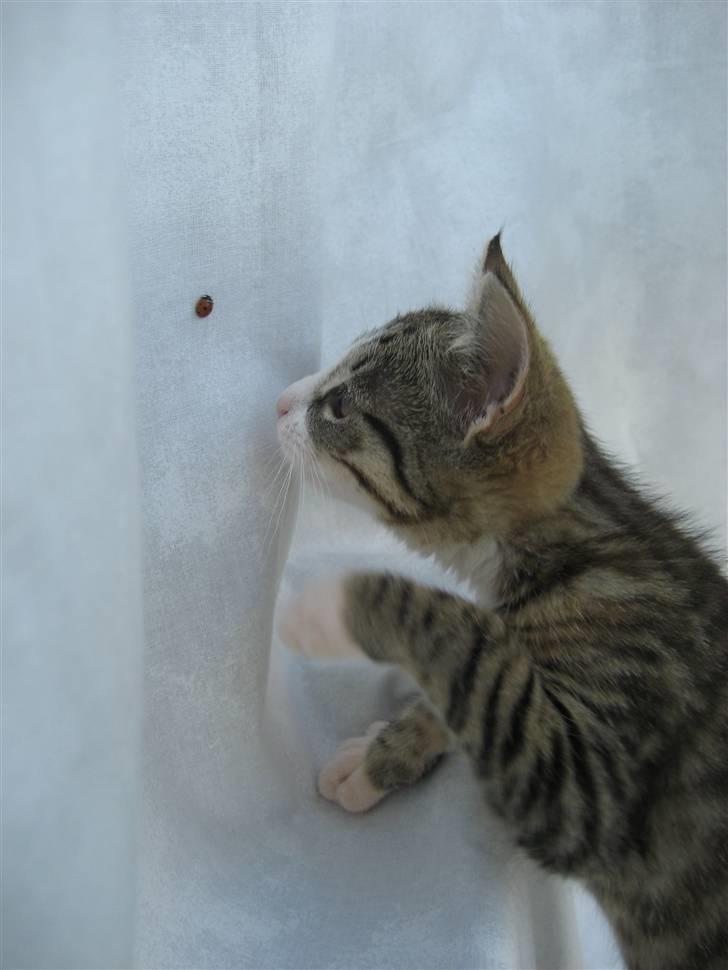 Huskat Cleo - HapsHaps billede 5