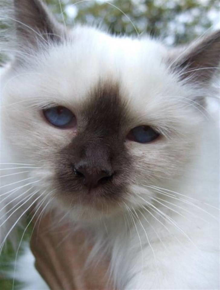 Hellig Birma Chicka - Babyeyes...!  billede 5