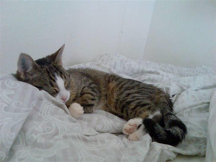 Huskat Cleo - ZzzzzZzzz billede 6