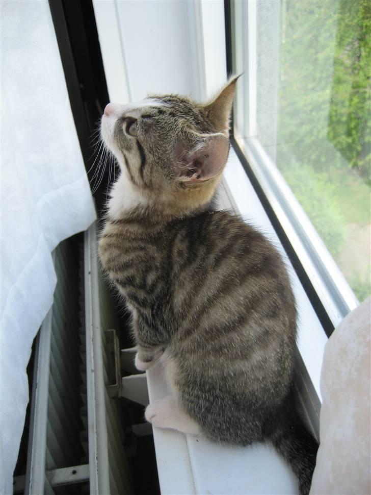 Huskat Cleo - Cleo på jagt efter Mariehønen... :) billede 7