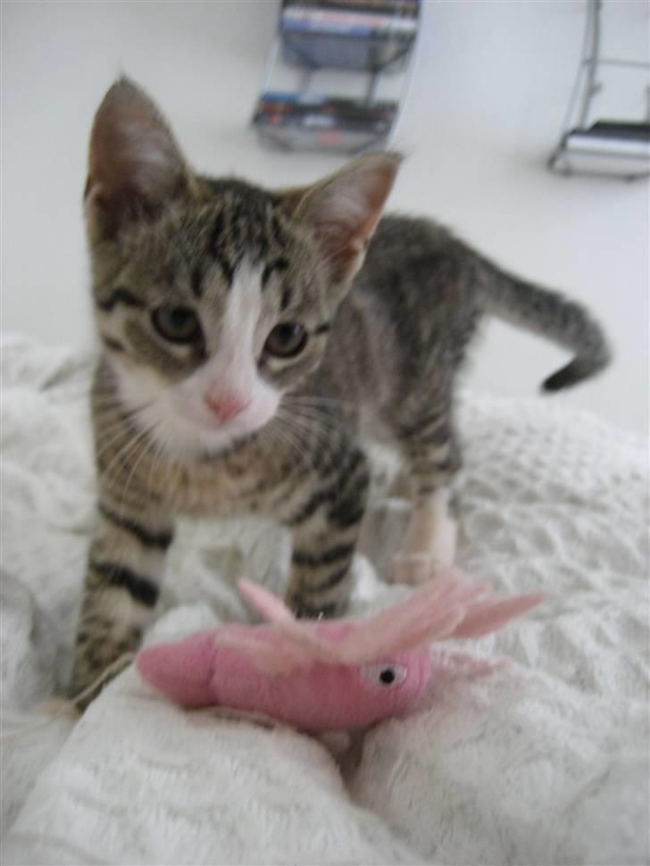 Huskat Cleo billede 8