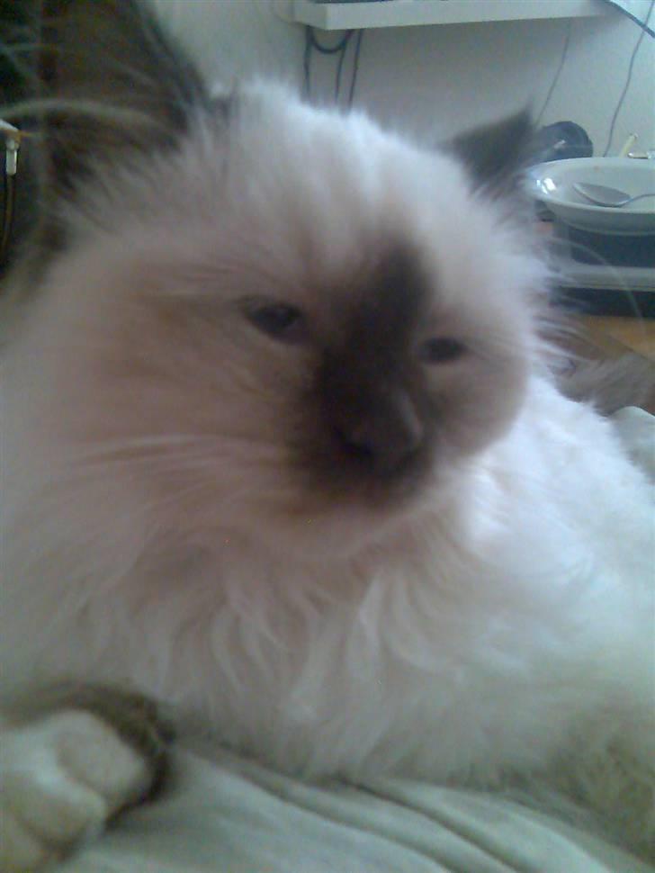 Hellig Birma Chicka billede 6