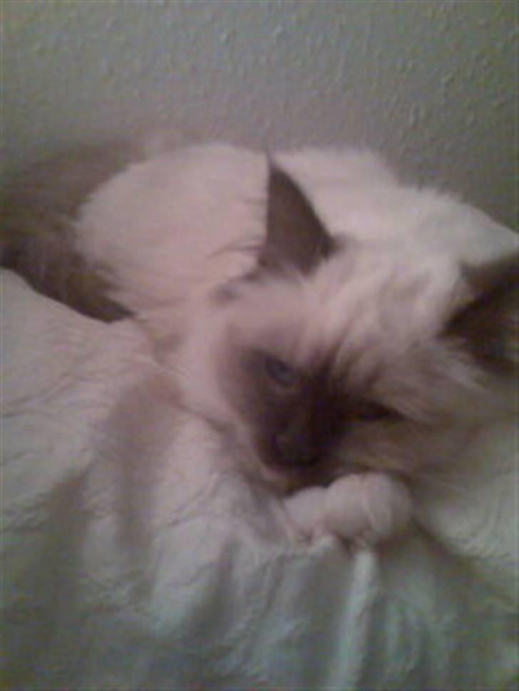 Hellig Birma Chicka billede 7