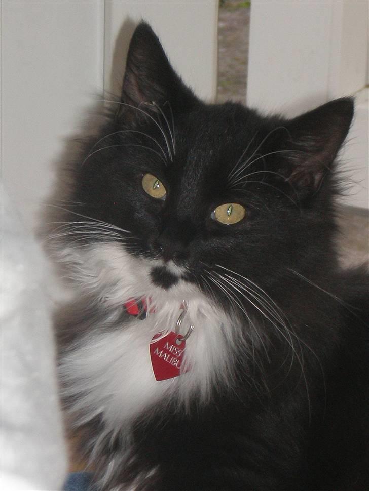 Blanding af racer Miss Malibu - Modellen Miss Malibu ;] billede 1