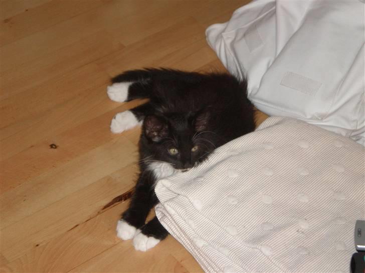 Blanding af racer Miss Malibu - Malle bitte lille. billede 2