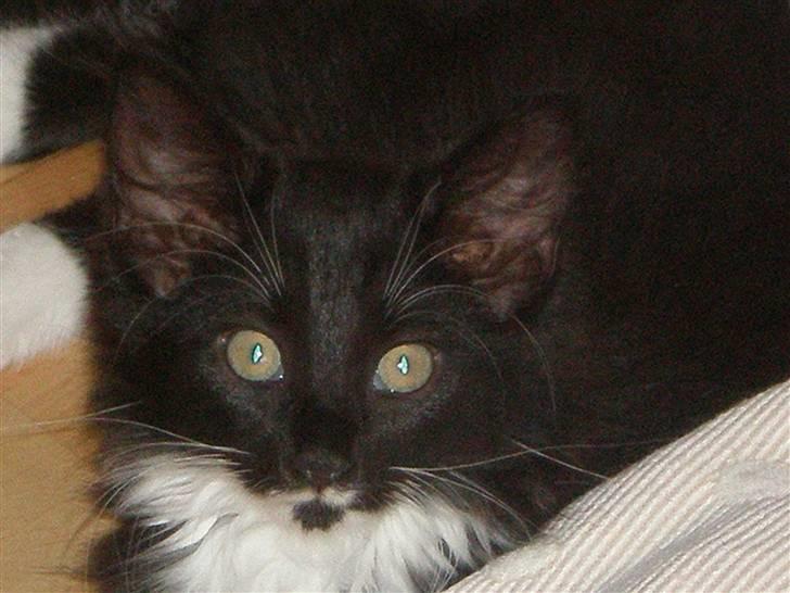 Blanding af racer Miss Malibu - bitte lille igen(: billede 3