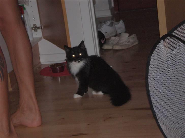 Blanding af racer Miss Malibu - så gror hun(: billede 4