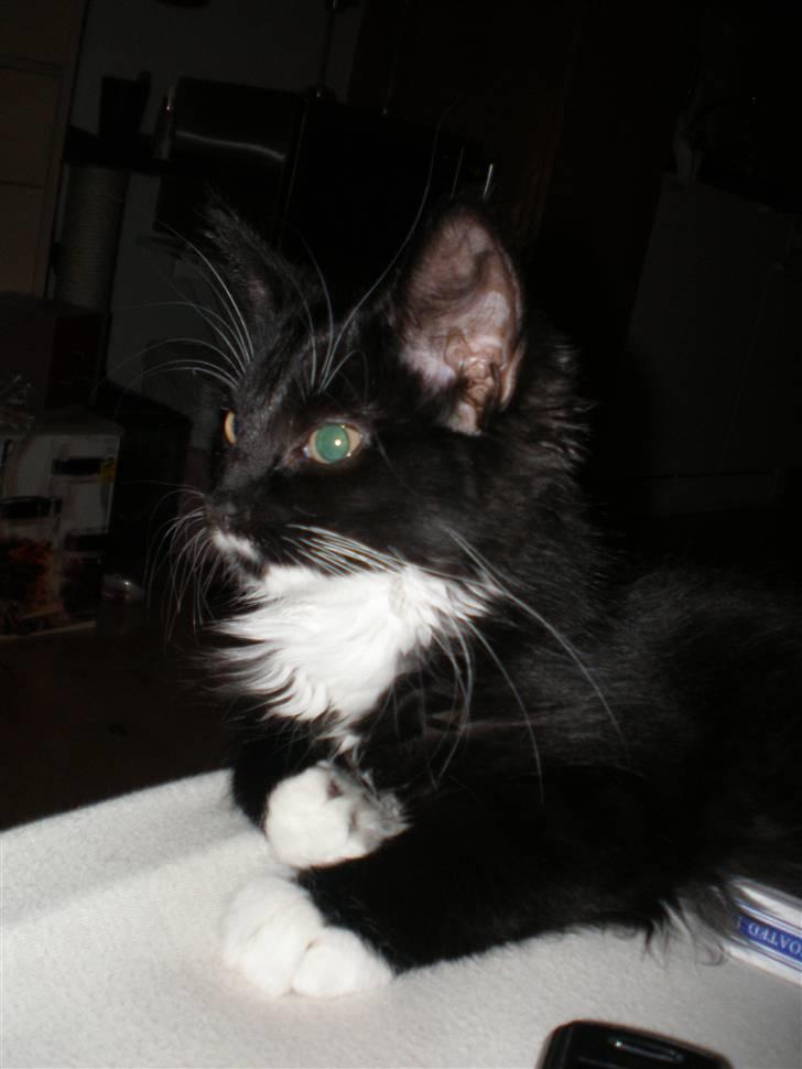 Blanding af racer Miss Malibu - gror og gror (: billede 5