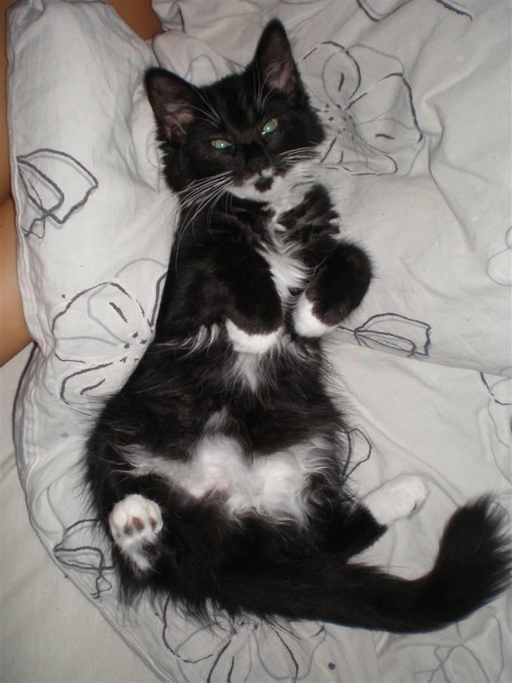 Blanding af racer Miss Malibu - det hårdt at vokse, så en lille lur er tiltrængt. billede 6