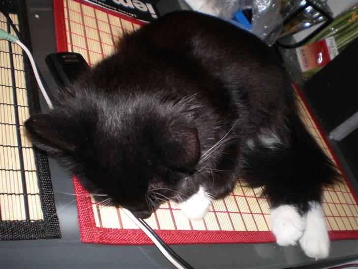 Blanding af racer Miss Malibu - også de forbudte steder, der sover man bedst :D billede 7