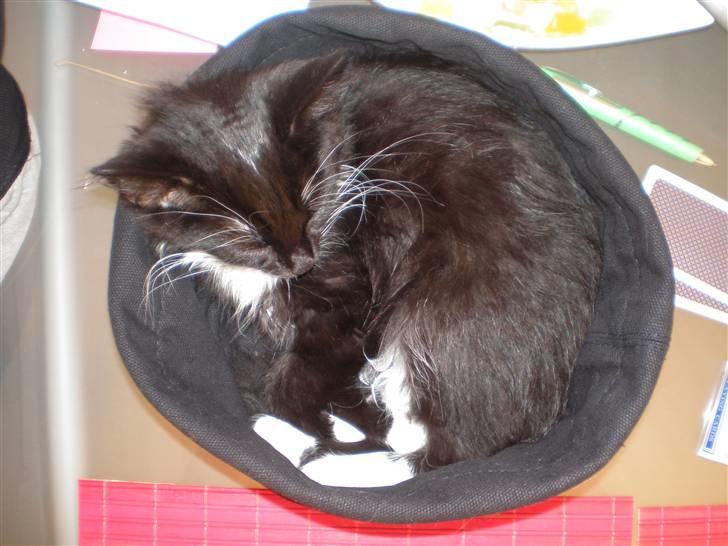 Blanding af racer Miss Malibu - der ingen grænser for hvad man kan snige sig ned i(: billede 8