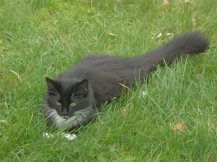 Blanding af racer Miss Malibu - snigermis i haven (: billede 9