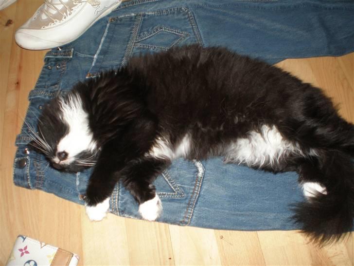 Blanding af racer Miss Malibu - arhh, bukser ;b billede 10