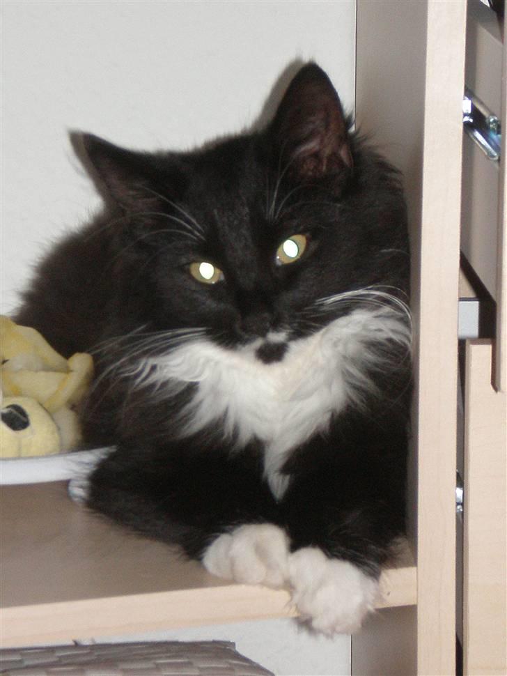 Blanding af racer Miss Malibu - Miss Malibu billede 11