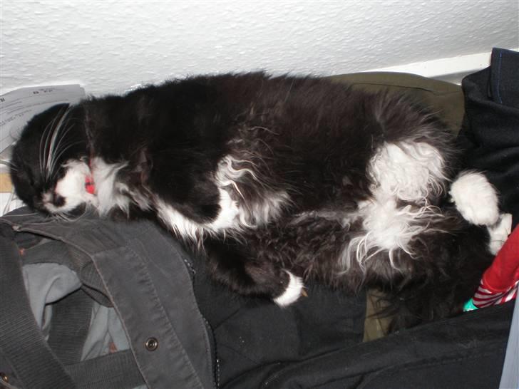 Blanding af racer Miss Malibu - faldt i søvn imens hun tømte skabet:D billede 12