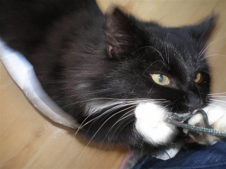 Blanding af racer Miss Malibu - "tar du billeder af mig? hva ble´ der af privatlivet.. gi mig det kamera!" billede 14