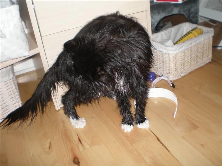 Blanding af racer Miss Malibu - gå glad i bad, og bli ren. var tiltrængt(: billede 16