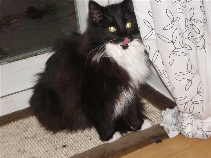 Blanding af racer Miss Malibu - tungen:P? hendes nye måtte er bare yndlings (: billede 17