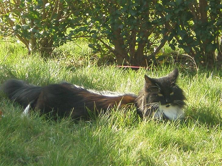 Blanding af racer Miss Malibu - nyder solen en efterårsdag (: billede 18