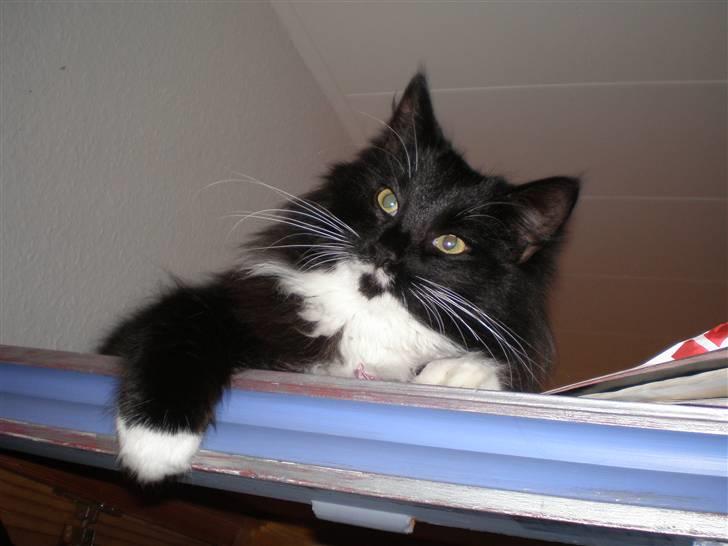 Blanding af racer Miss Malibu - yndlings skab (: billede 19