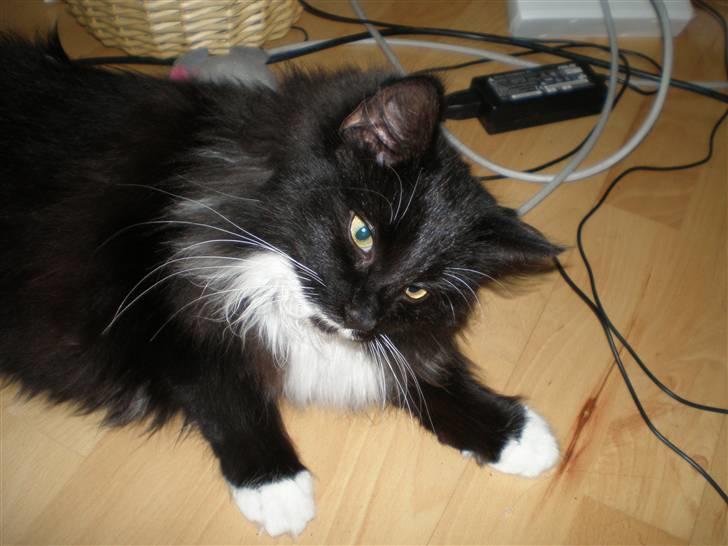 Blanding af racer Miss Malibu - "hvad er det ?!" ;b billede 20