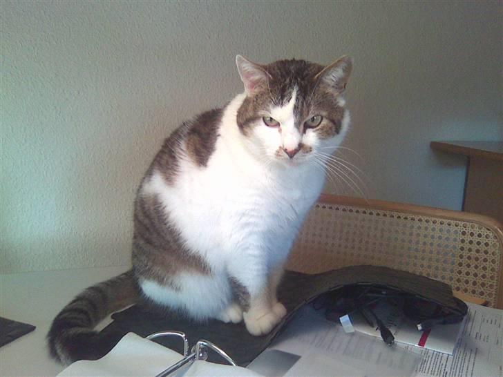 Huskat Mille  R.I.P billede 17