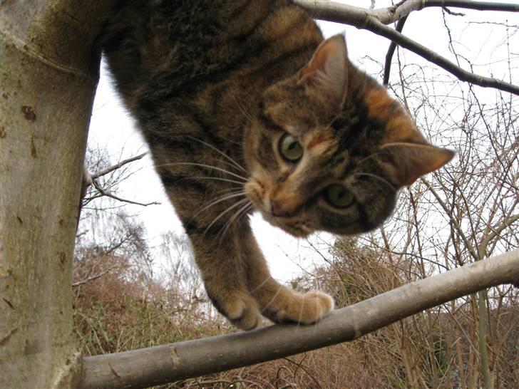 Huskat frida billede 8