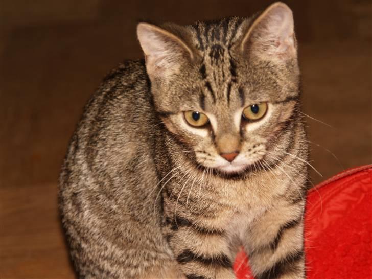 Huskat Miw billede 1