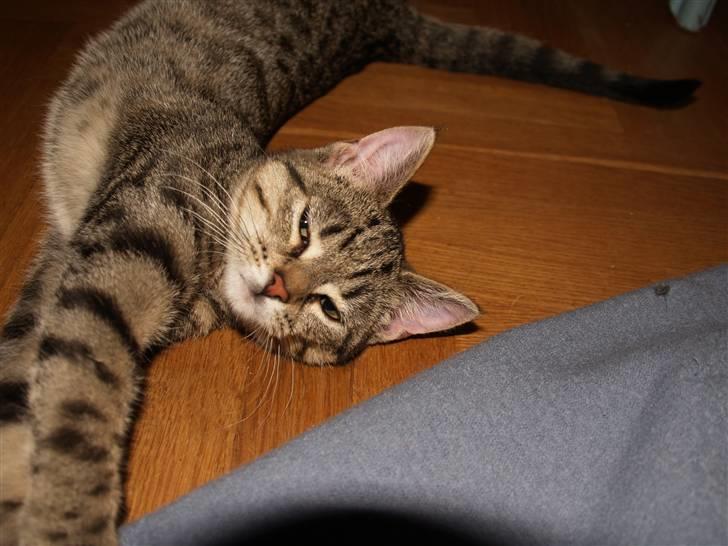 Huskat Miw billede 2