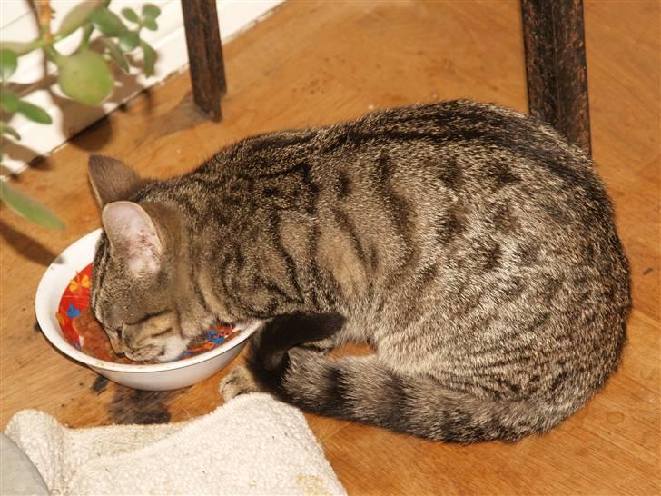 Huskat Miw billede 3