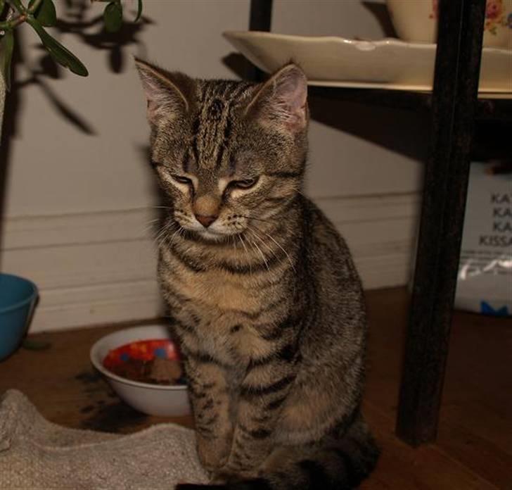 Huskat Miw billede 4