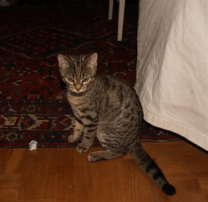 Huskat Miw billede 5