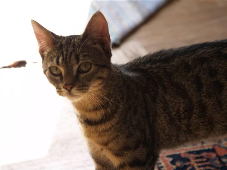 Huskat Miw billede 6