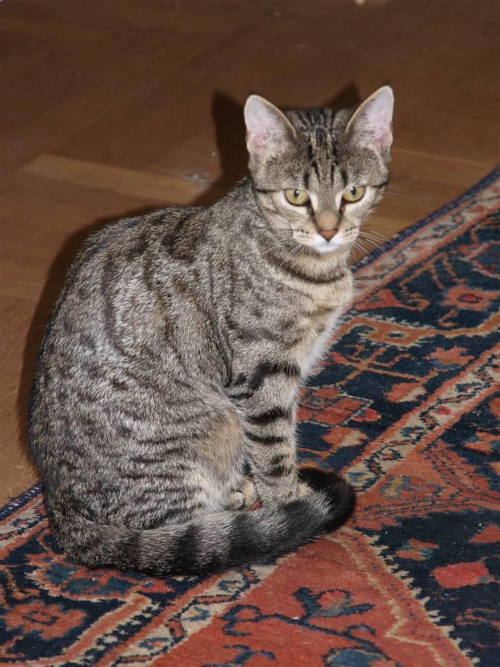 Huskat Miw billede 7