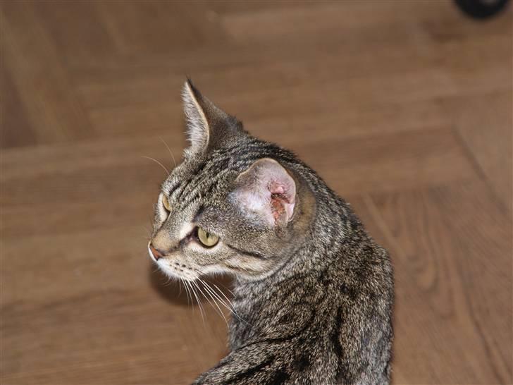 Huskat Miw billede 8