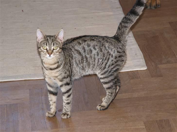 Huskat Miw billede 9